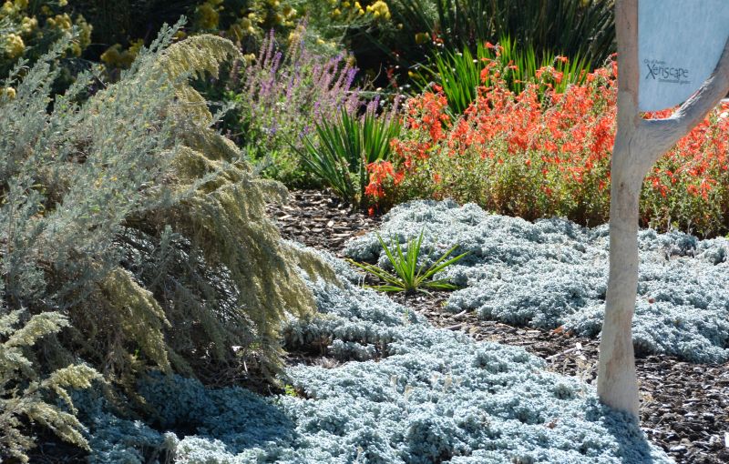 Dryscape Landscaping