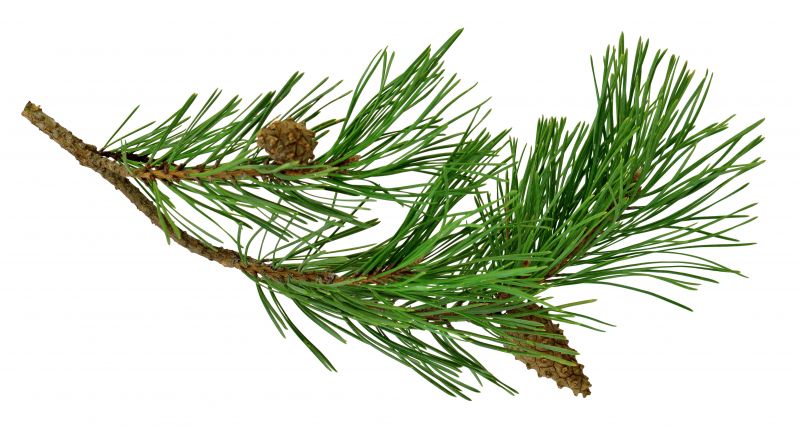 Pine Bark Spreading
