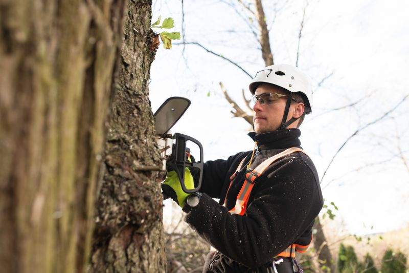Tree Arborist Service