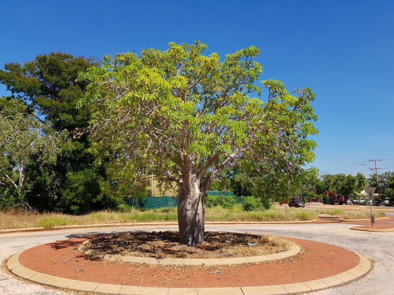 Tree Edging Installation
