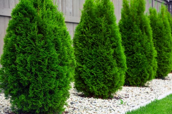 Arborvitae Planting in Boca Raton