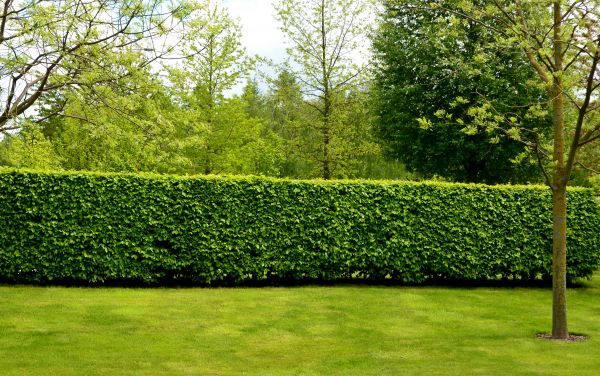 Hedge Planting in Boca Raton