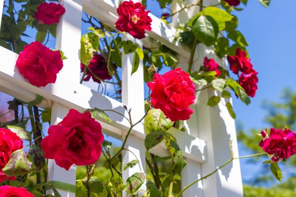 Home Gardening Service in Boca Raton