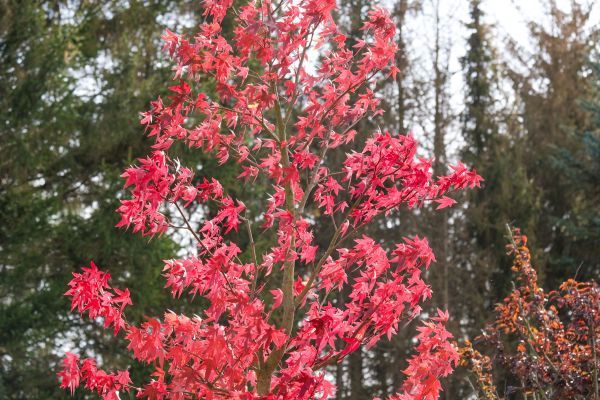 Japanese Maple Planting in Boca Raton