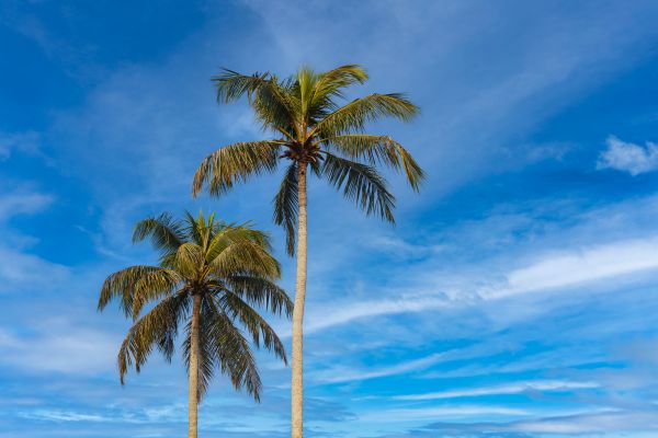 Palm Tree Planting in Boca Raton