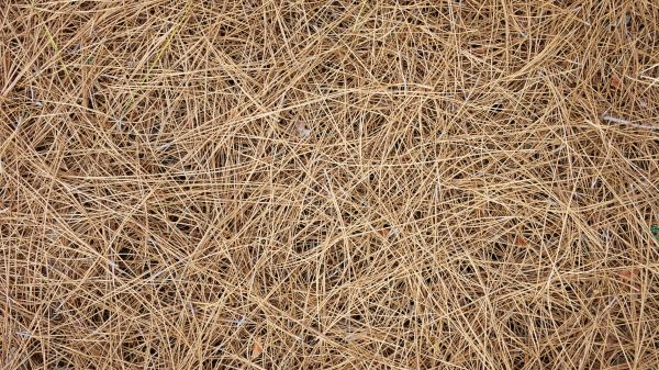 Pine Needles Delivery in Boca Raton