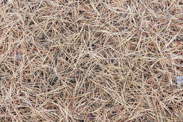 Pine Straw Installation in Boca Raton