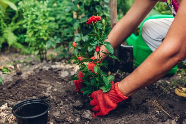 Planting Service in Boca Raton