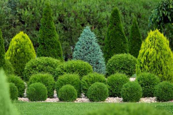 Shrub Replacement in Boca Raton