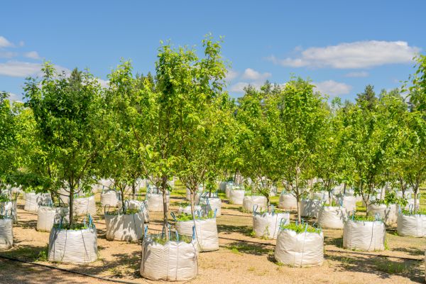 Tree Planting Service in Boca Raton
