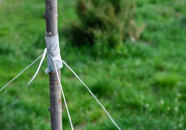 Tree Staking Service in Boca Raton