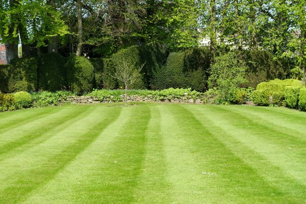 Lawn Renovation in Boca Raton