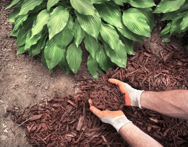 Shredded Mulch Service in Boca Raton