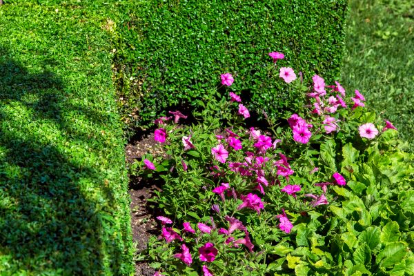 Softscaping Service in Boca Raton