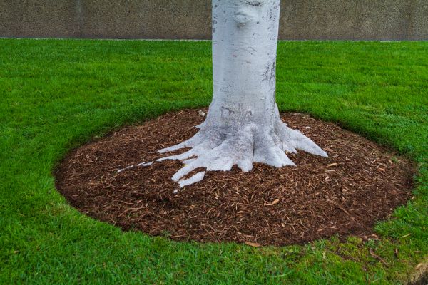 Brown Mulch Installation in Boca Raton