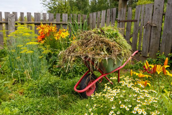 Garden Cleanup Service in Boca Raton
