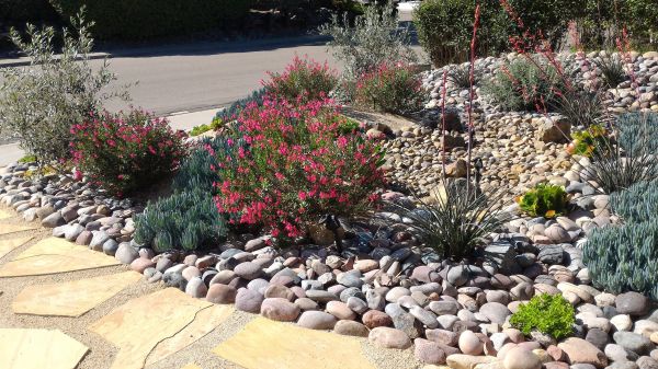 Xeriscape Landscaping in Boca Raton