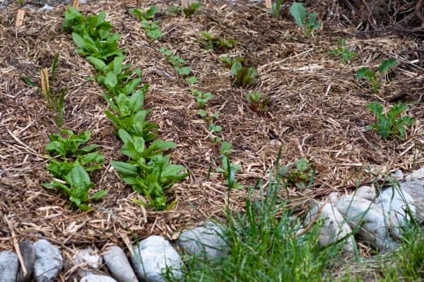 Mulch Service in Boca Raton