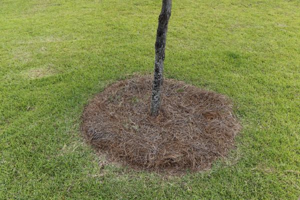 Pine Straw Spreading in Boca Raton