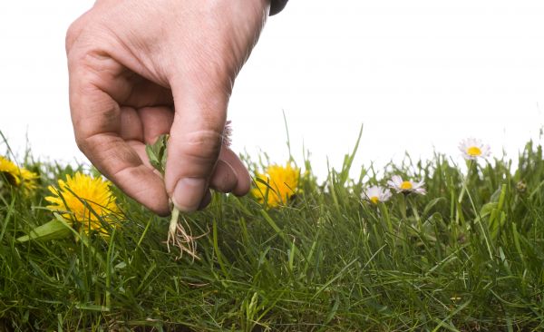 Lawn Weeding in Boca Raton