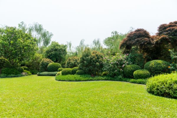 Tree Landscaping in Boca Raton