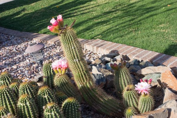 Desert Landscaping in Boca Raton