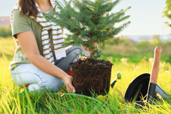 Spruce Tree Planting in Boca Raton