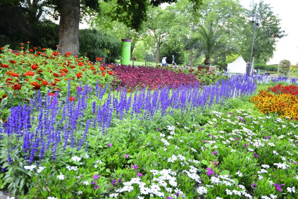 Perennials Planting in Boca Raton