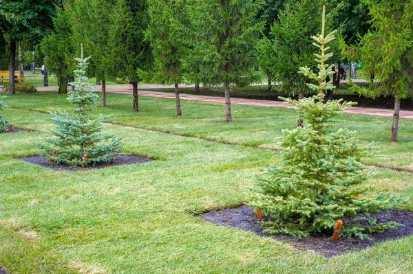 Privacy Trees Planting in Boca Raton