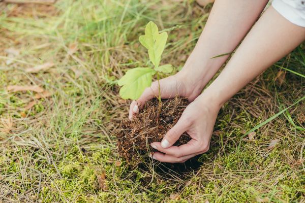 Oak Tree Planting in Boca Raton