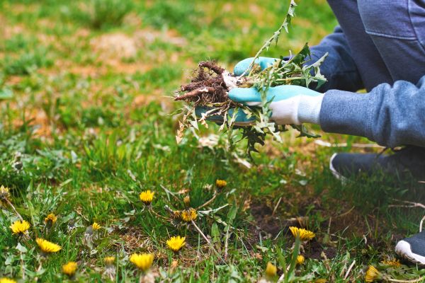 Flower Bed Clearing in Boca Raton