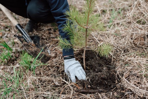 Pine Tree Planting in Boca Raton