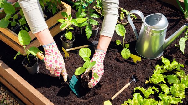 Garden Bed Installation in Boca Raton