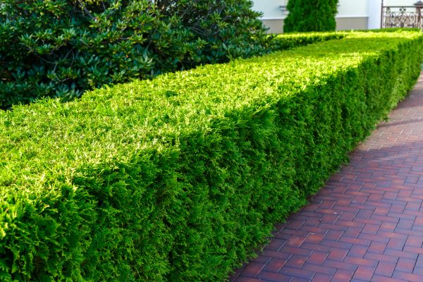Hedge Installation in Boca Raton