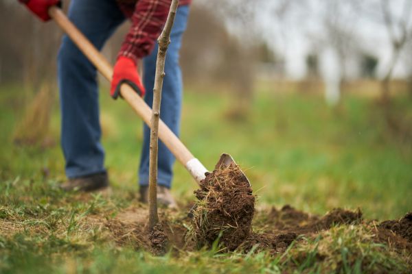 Trees Planting in Boca Raton