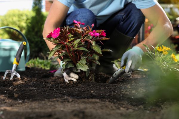 Plant Replacement in Boca Raton