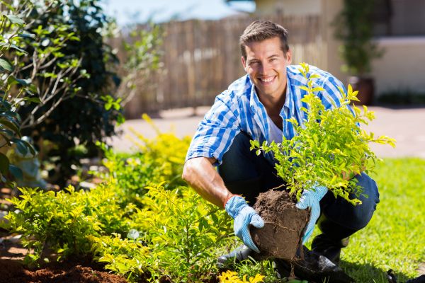 Shrub Landscaping in Boca Raton