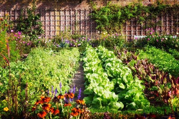 Garden Planting Service in Boca Raton