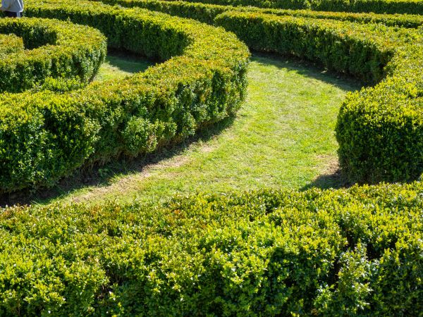 Bush Landscaping in Boca Raton