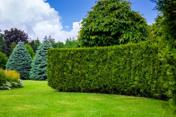 Hedge Landscaping in Boca Raton