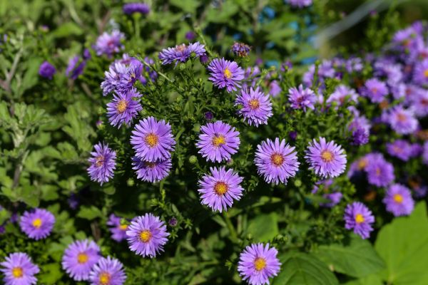 Perennial Flower Planting in Boca Raton