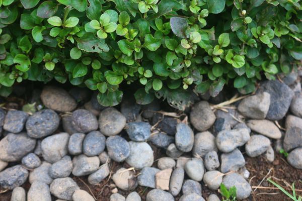 River Stone Installation in Boca Raton