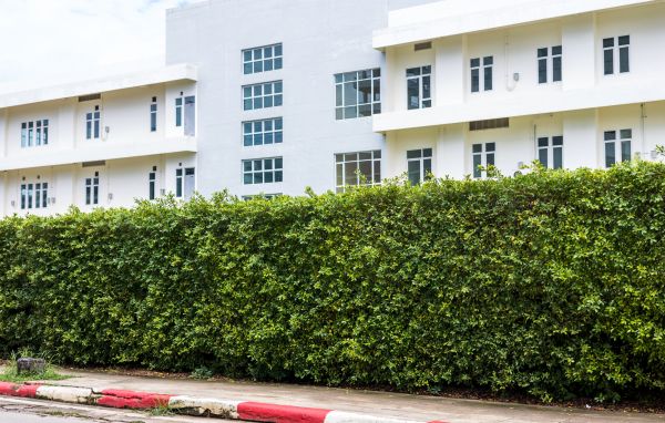 Privacy Landscaping in Boca Raton