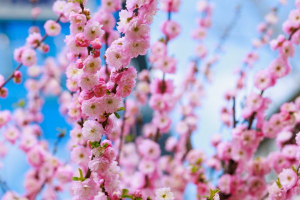 Japanese Cherry Tree Planting in Boca Raton