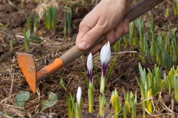 Flower Garden Weeding in Boca Raton