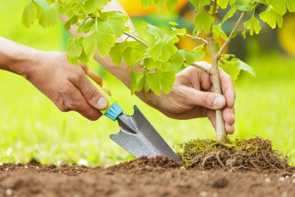 Fruit Tree Planting in Boca Raton