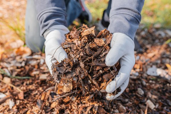 Shredded Mulch Installation in Boca Raton