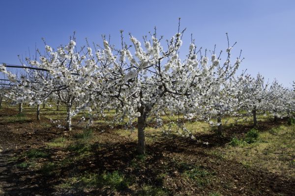 Orchard Planting in Boca Raton