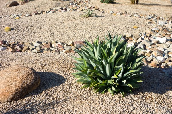 Xeriscaping Service in Boca Raton