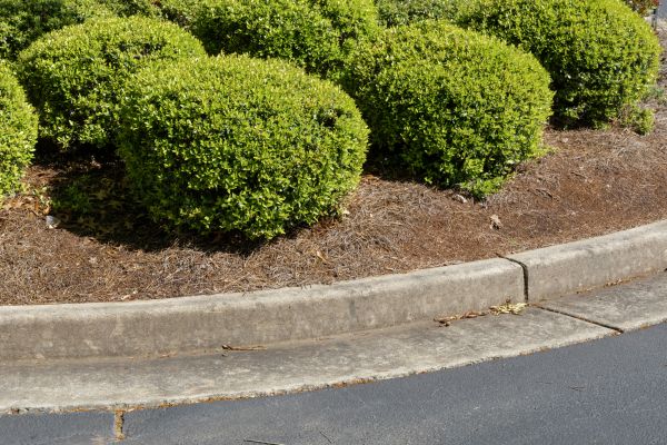Pine Mulch Installation in Boca Raton